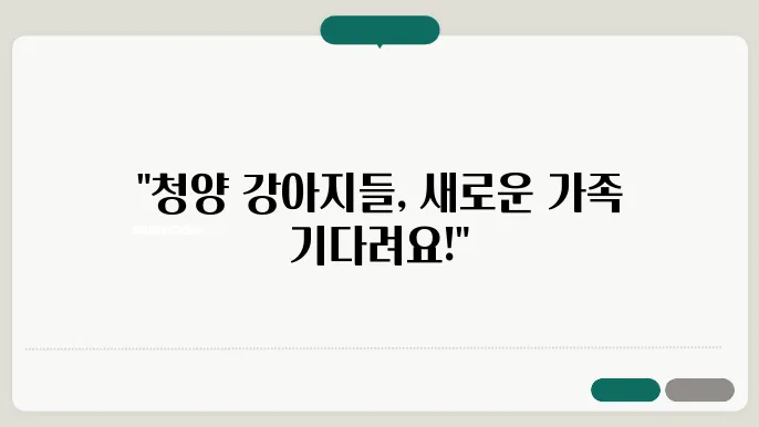 강아지보호소 믿수 있는 청양강아지보호소