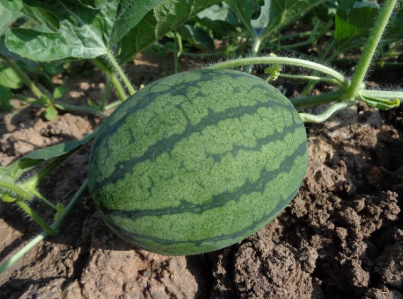 여름과일 수박 효능, 칼로리, 고르는법