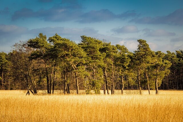 고창 청보리밭축제 맛집 추천! 현지인 인정 근처 맛집 BEST 5 (2025년)