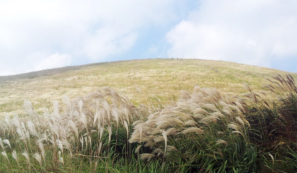 억새가 가득한 제주 오름의 가을 풍경.