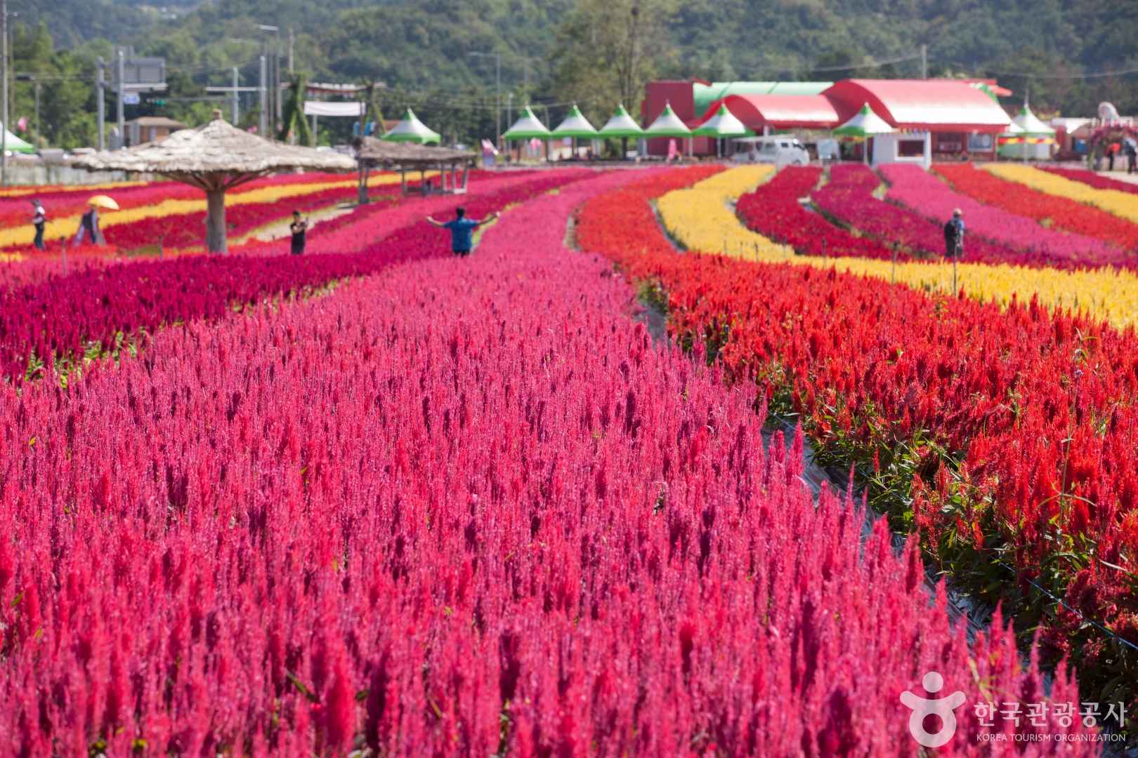 철원 고석정 꽃밭