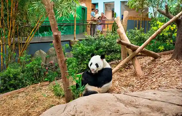 싱가포르 리버 원더스 판다 구역에서 앉아 있는 귀여운 자이언트 판다