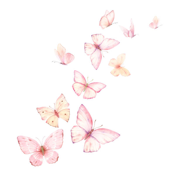 반복적으로 나비 꿈을 꾸는 경우