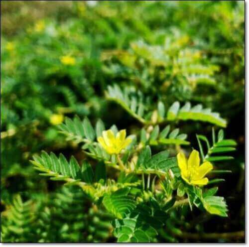 티리뷸러스 지상부