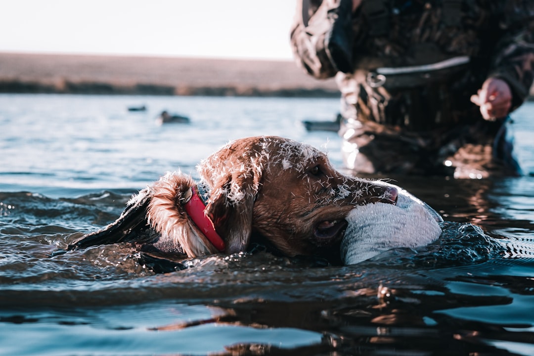 Retrieve