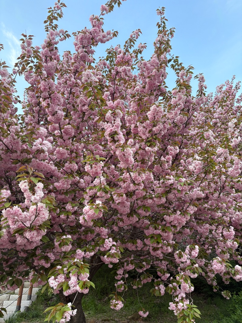 가까이서 찍은 겹벚꽃