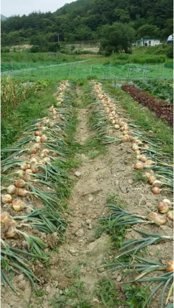 nv_양파 수확시기_15