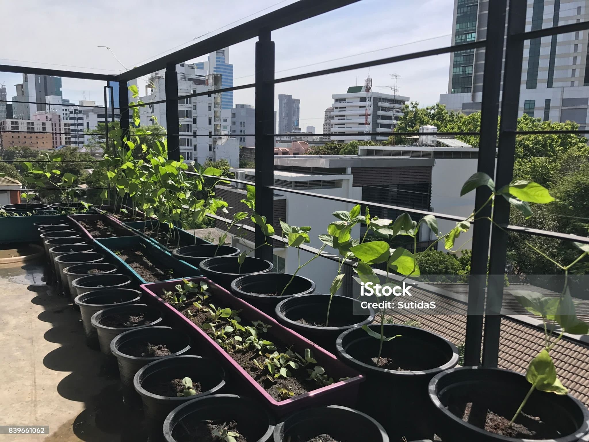 베란다 스마트팜 미세먼지