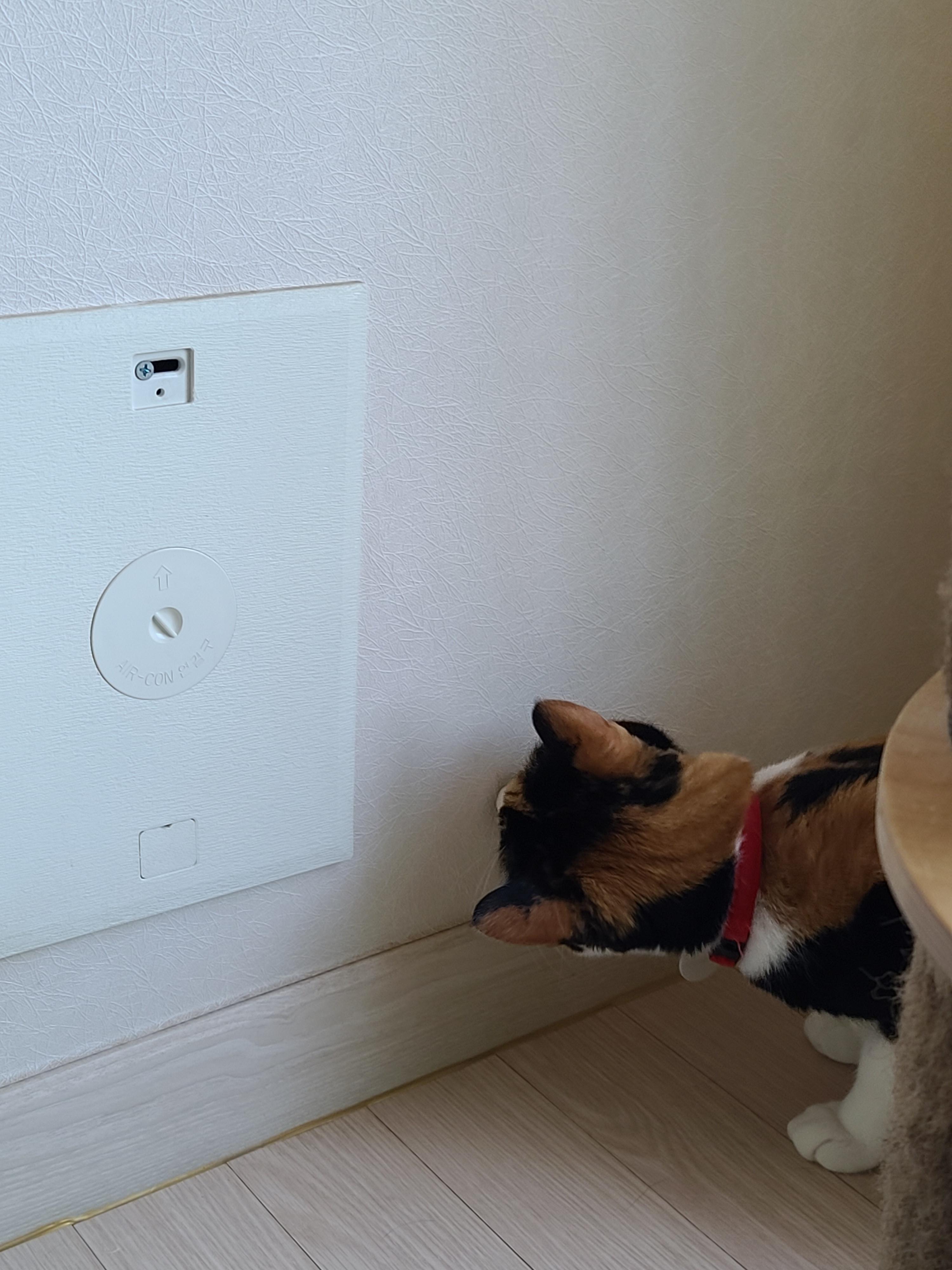 벌레가 나타났다!! 얘두라....그게 최선이니....?(faet.집사 혼자 호들갑)