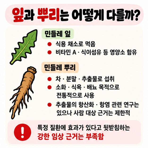 민들레 잎은 식용 채소와 영양 공급 뿌리는 차 추출물과 소화 식욕 배뇨 관련 전통적 사용이라는 차이를 보여주는 카드