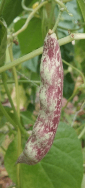 강남콩 심는 시기 심는(재배) 방법 심는 간격 및 조림 만들어보기(강낭콩)