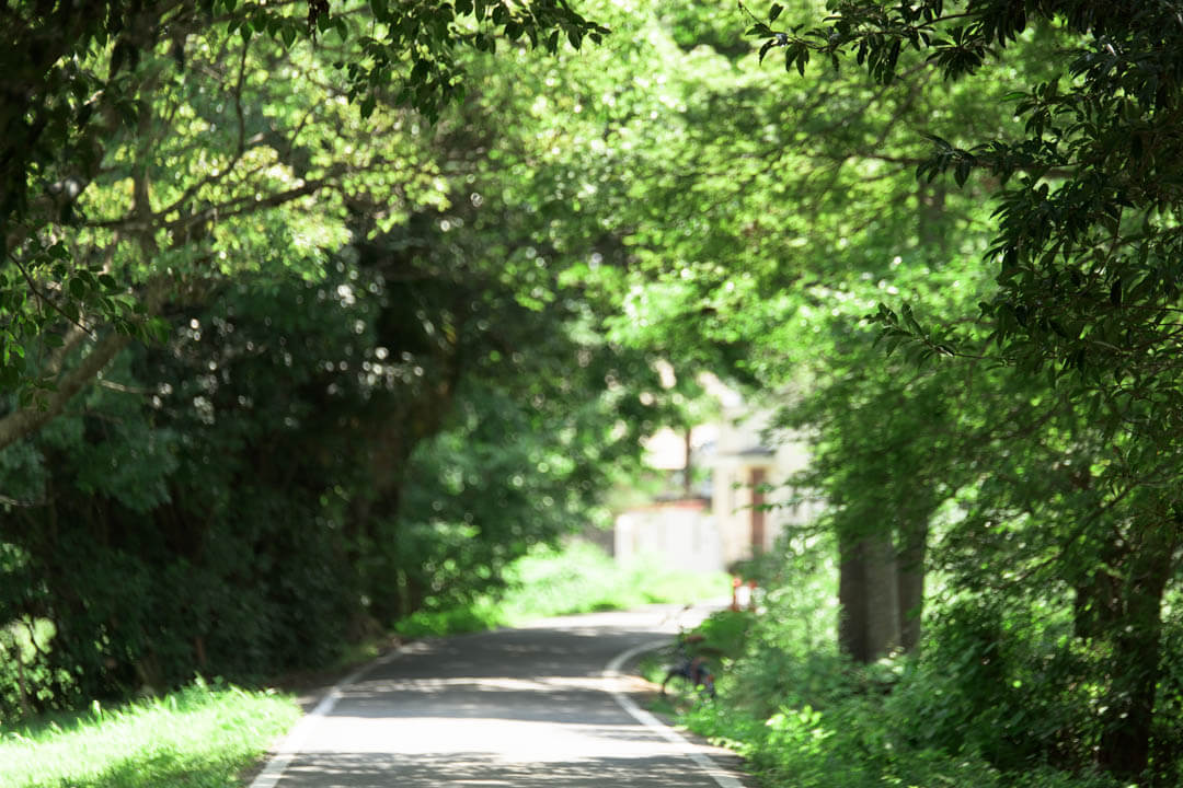 아라시야마 숲길
