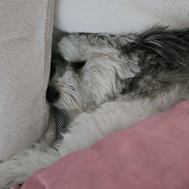 서울 강아지 유치원 비용