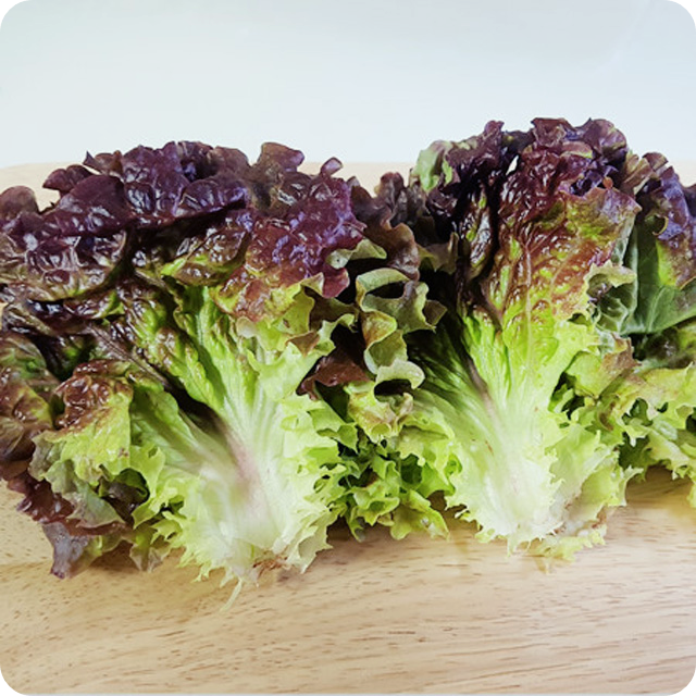 상추 파종시기-재배방법