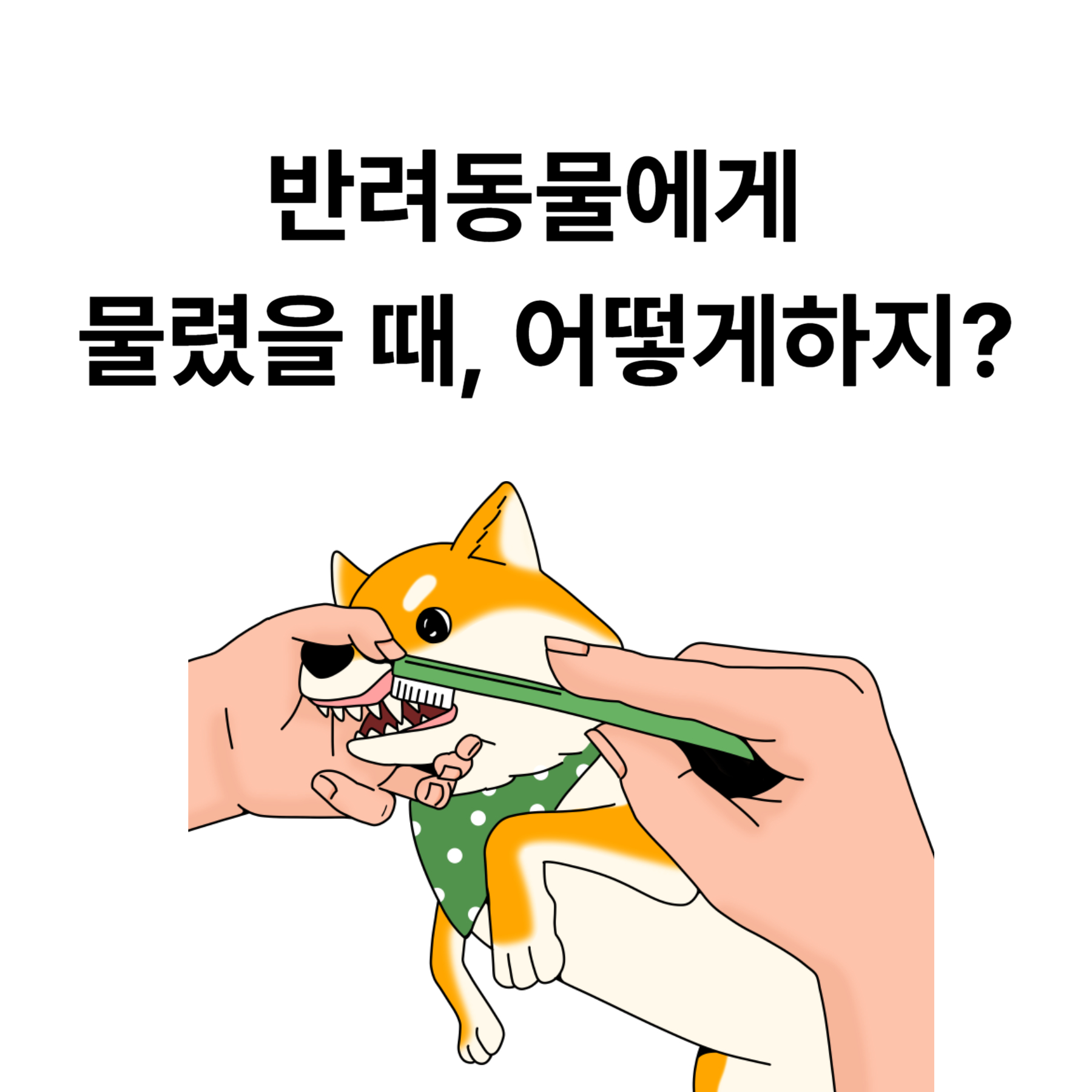 반려동물에게 물렸을 때, 어떻게하지?