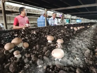 양송이버섯 재배 배지 준비 온도 습도 수확 정리_7