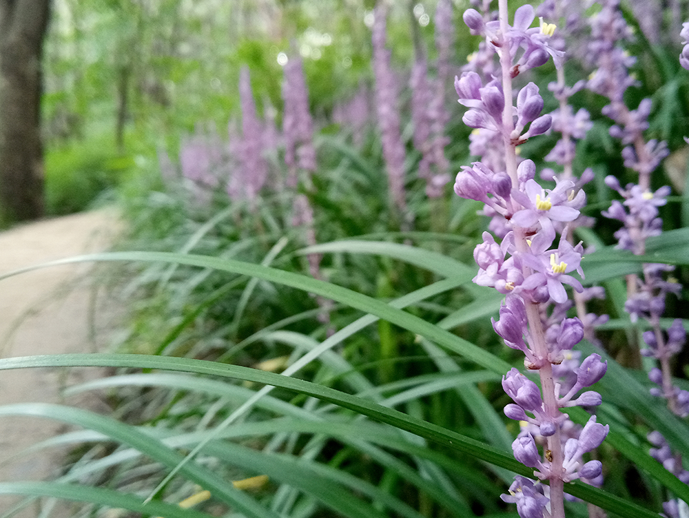 안산자락길과 영천시장 나혼자 걷기 챌린지