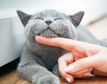 고양이 꿈해몽 풀이