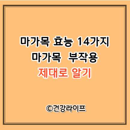 마가목 효능 14가지 (마가목 열매 효능)
