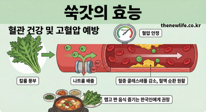 쑥갓의 효능 혈관 건강 및 고혈압 예방 (칼륨 성분의 나트륨 배출 및 콜레스테롤 감소 작용)