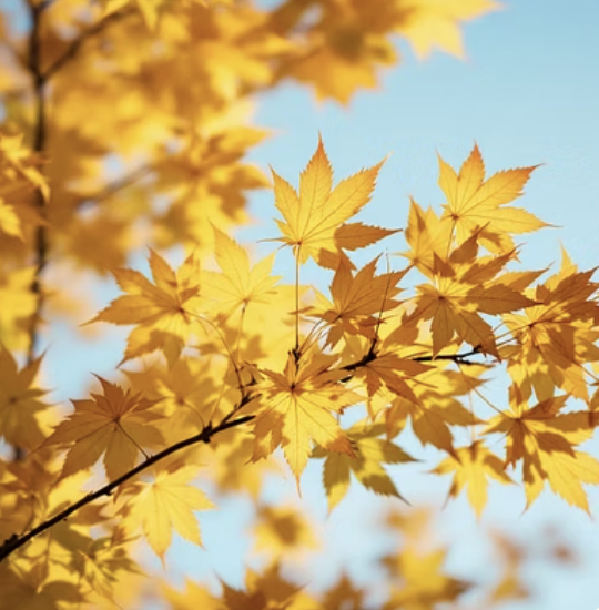 단풍이 아름다운 고로쇠나무 키우기 A to Z