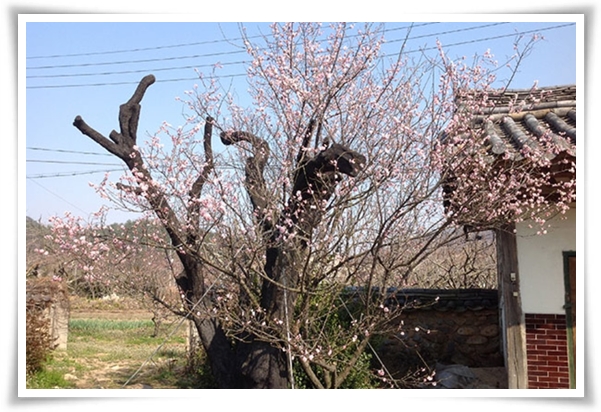 "매화" 겨울을 깨우는 은은한 향기의 비밀을 간직한 백매화 홍매화 청매화!