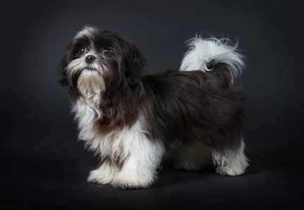 시츄/출처:어도비스톡