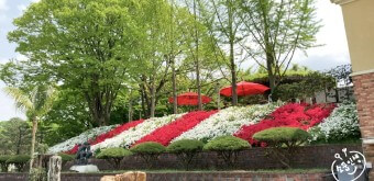 베어트리파크 철쭉제