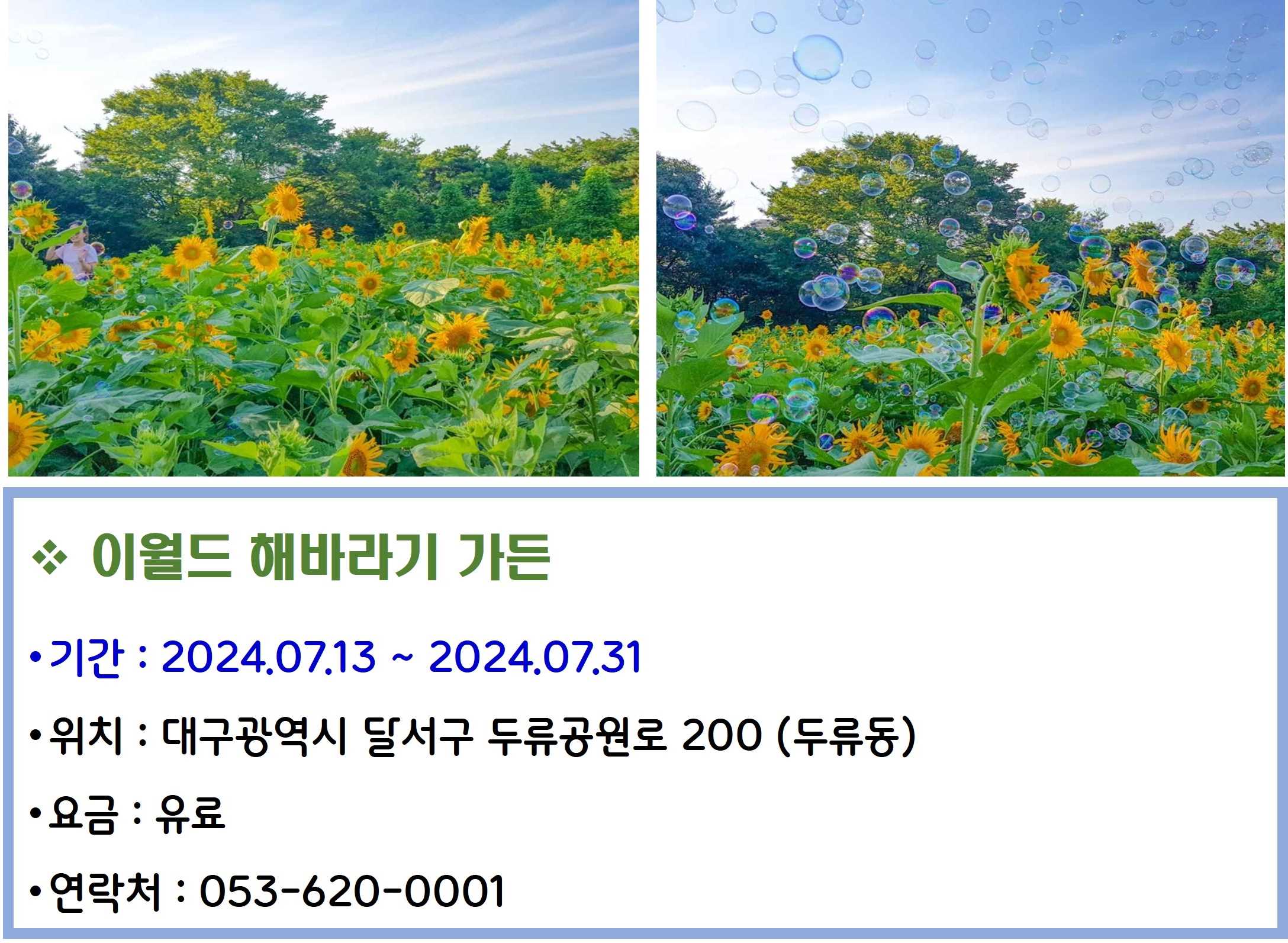 이월드 해바라기 가든