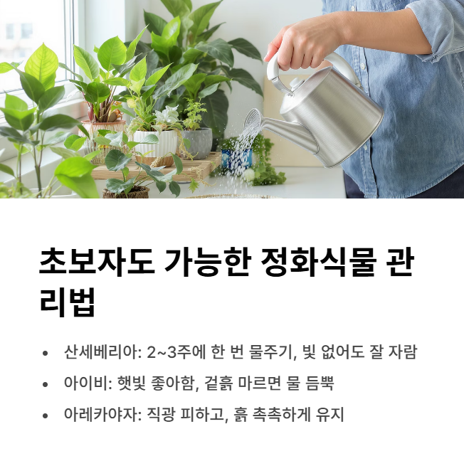 초보자도-가능한-정화식물-관리법