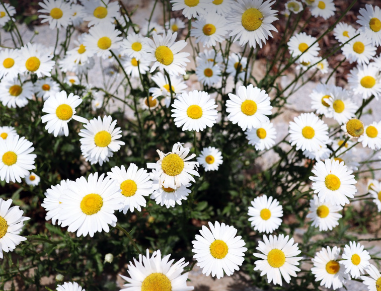 혼자서도 즐기는 힐링 봄 나들이 장소 추천