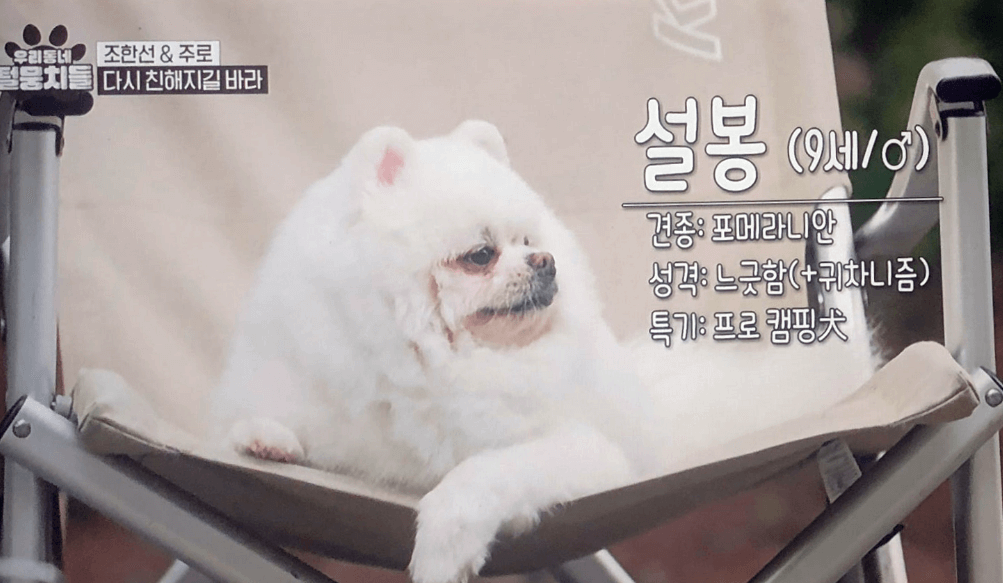 MBC 새로운 동물 프로그램 '우리동네 털뭉치들'