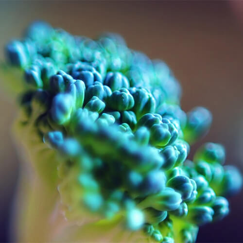 초록빛 브로콜리