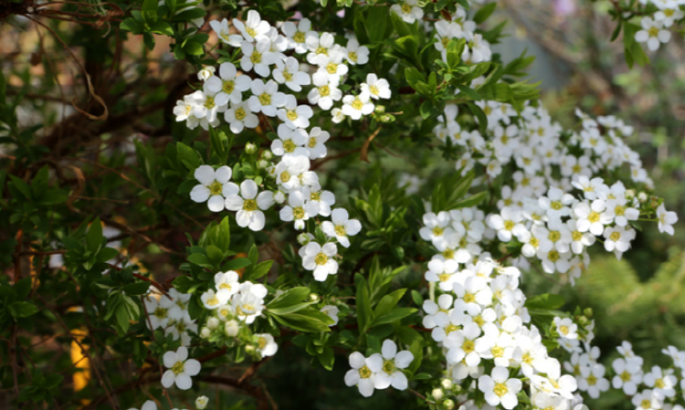 화성 우리꽃식물원