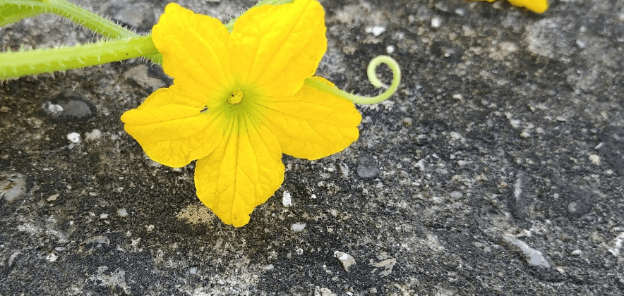참외 효능에 참외 사진과 그 밖에 사진들 - 6
