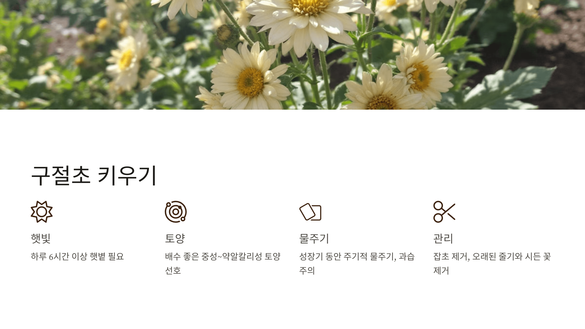 구절초 사진입니다.