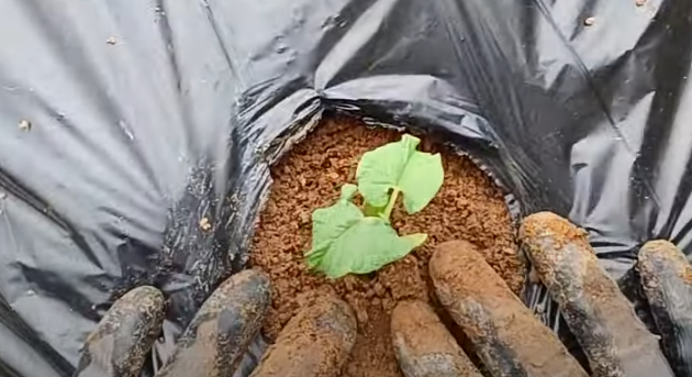 강낭콩 파종시기와 거름 주는 방법 정리 1