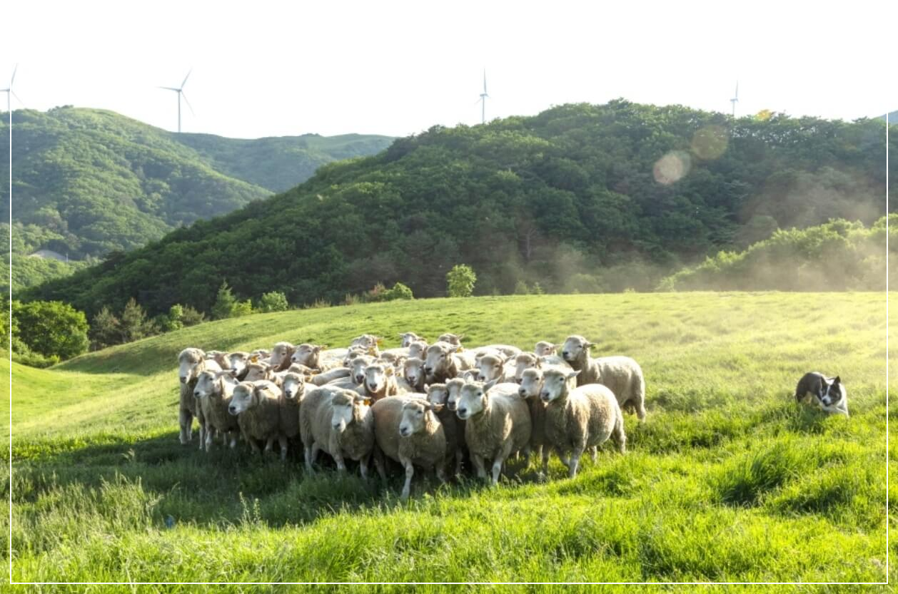 평창 가볼만한곳 베스트10 삼양대관령목장(삼양라운드힐)