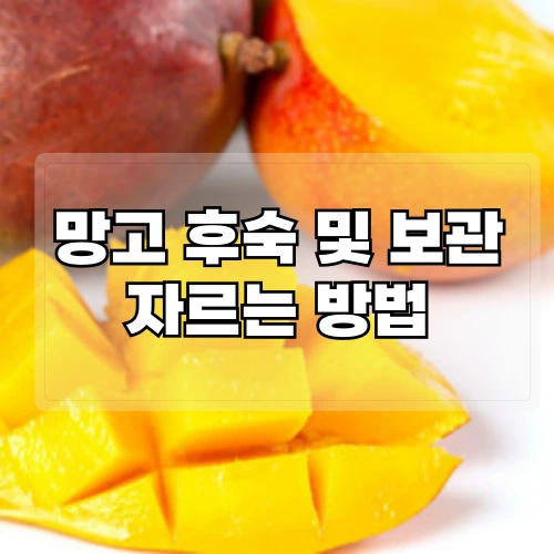 망고-후숙-및-보관-자르는-방법