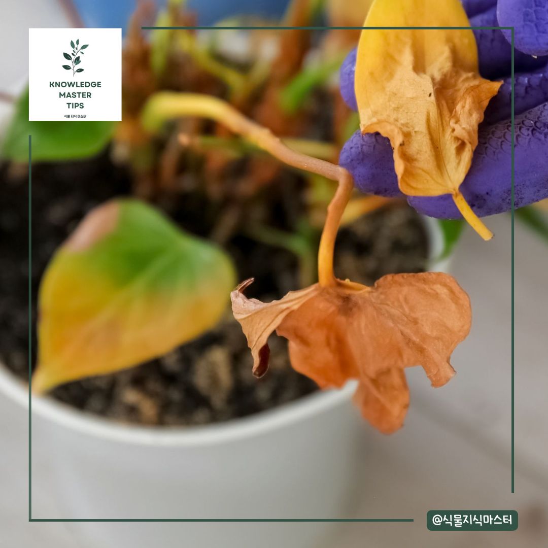 잎 끝이 노랗게 변하고 탈수 증상이 나타남