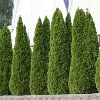 측백나무 종류와 가격