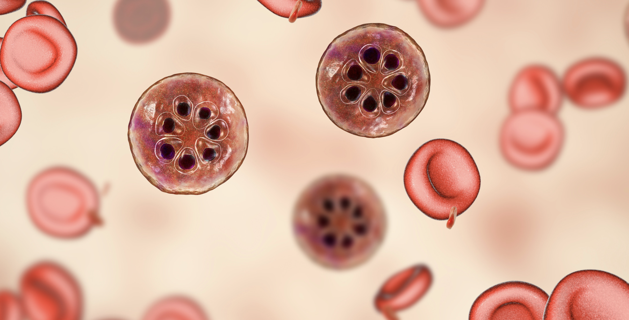 말라리아 예방약