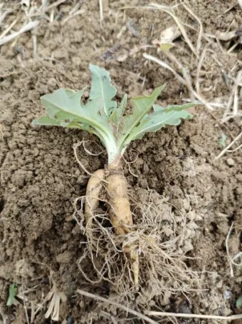 왕고들빼기 효능과 섭취시 주의사항 건강 정보_21