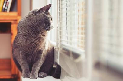 창밖을 바라보는 고양이.