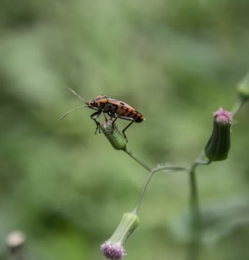 러브 버그 퇴치 방법 총정리 2025