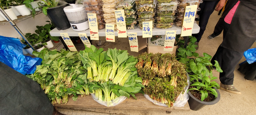 홍천 산나물 축제 나물