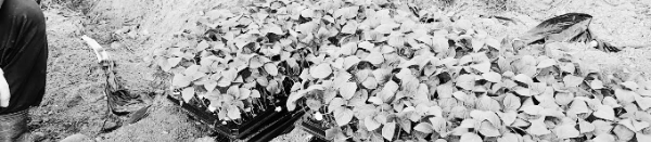 들깨 재배방법: 토양