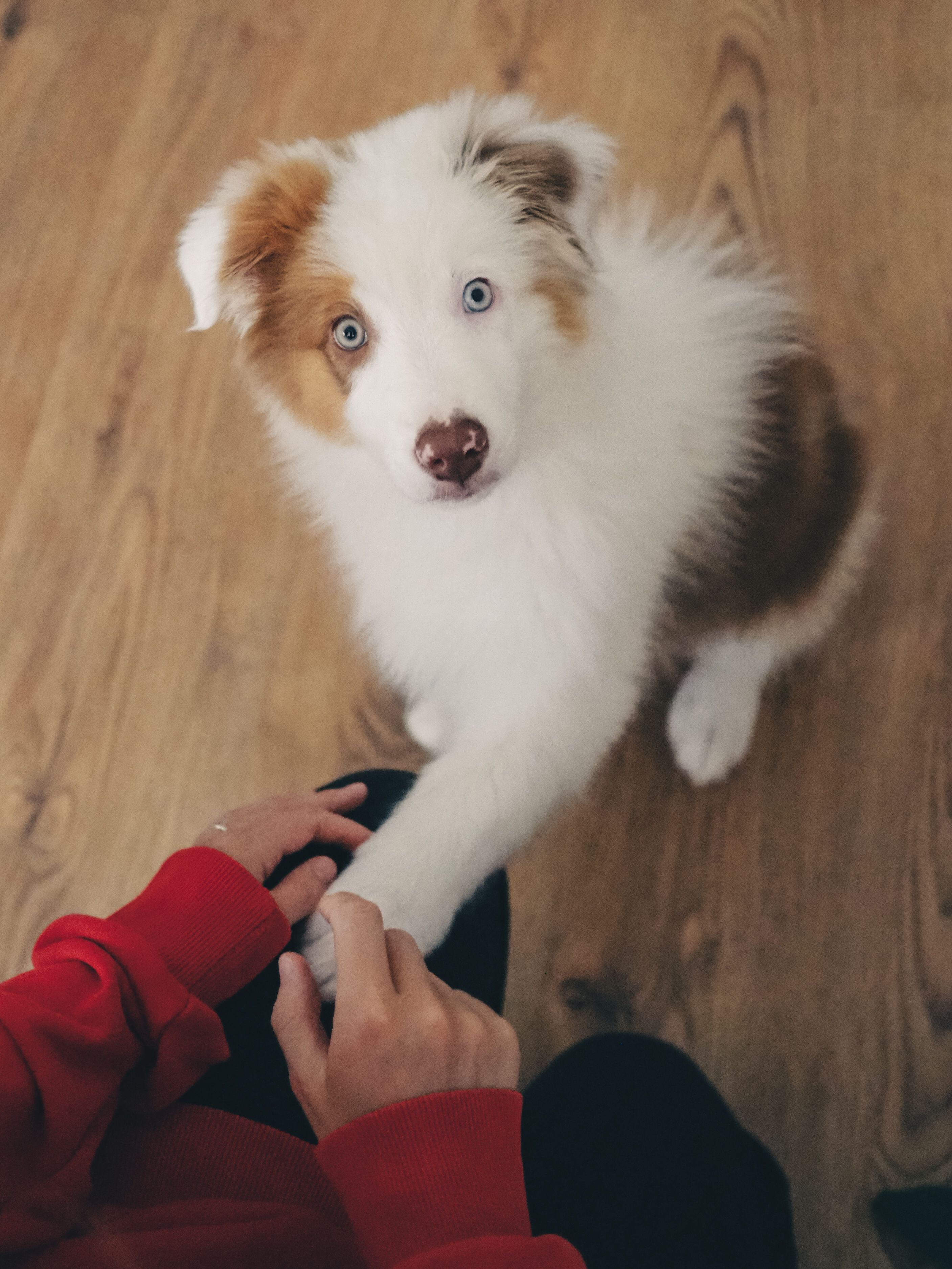 강아지 나이 계산법 (DNA 공식, 나이 환산, 건강 관리)