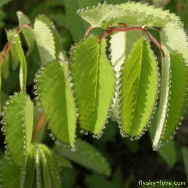 오이풀 먹는 방법