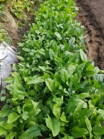 시금치 재배 방법과 기술, 파종 시기와 방법_29